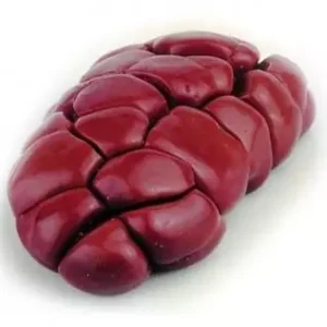 Beef kidney