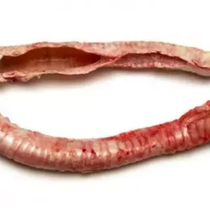 Beef trachea