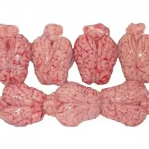 Lamb or sheep brain
